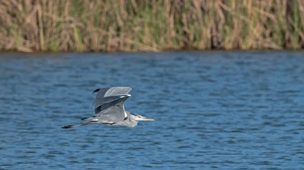 Garça Cinzenta Ardea Cinerea Creta — Fotografia de Stock