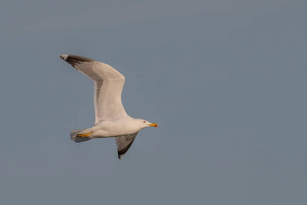 Yellow Legged Gull Larus Michahellis Crete Greece — Stock Photo, Image