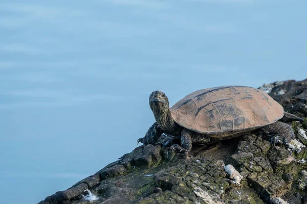 Balkan Terrapin - Mauremys rivulata, Crete
