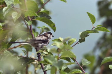 Long-tailed Tit (Aegithalos caudatus), Greece