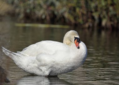 Kuğu - kuğu rengi, Crete sessiz 