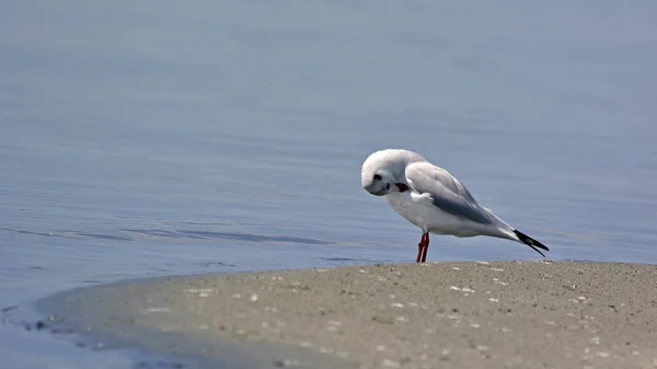 Mewa Czarnogłowa Larus Ridibundus Grecja — Zdjęcie stockowe