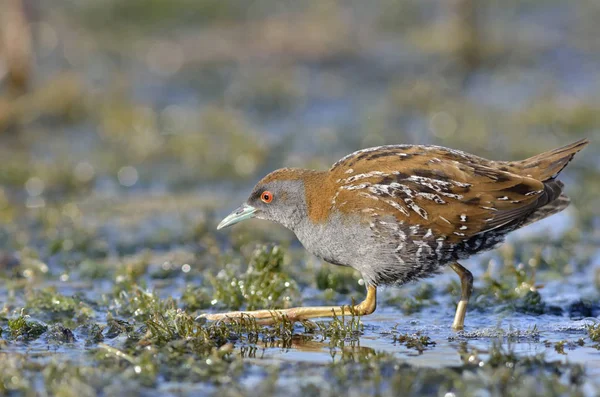 Baillon 's Crake (Porzana pusilla), Grecia — Foto de Stock