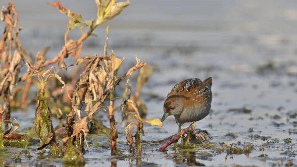 Baillon 'dan Crake (Zapornia pusilla), Yunanistan