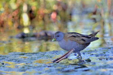 Little Crake (Porzana parva), Yunanistan