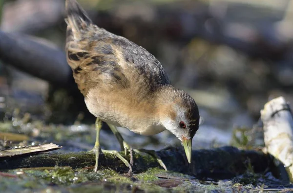 Little Crake (Porzana parva), Grecia — Foto de Stock