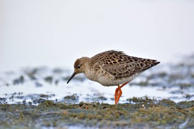 Ruff (Philomachus pugnax), Yunanistan