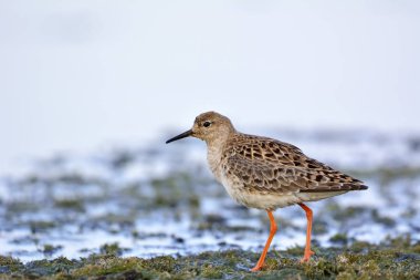 Ruff (Philomachus pugnax), Yunanistan