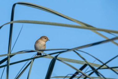 Genel Chiffchaff (Phylloscopus collybita), Yunanistan