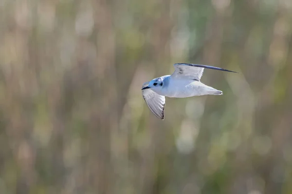 Μικρός Γλάρος Hydrocoloeus Minutus Larus Minutus Κρήτη — Φωτογραφία Αρχείου