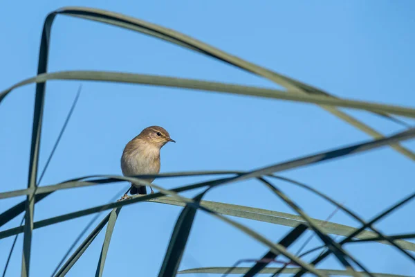 Вівчарик Ковалик Phylloscopus Collybita Греція — стокове фото