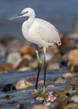 Küçük ak balıkçıl (Egretta garzetta), Yunanistan
