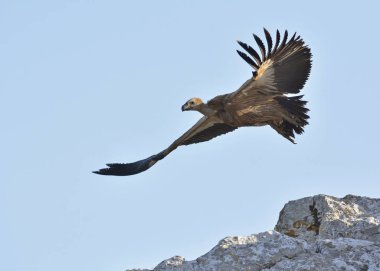 Griffon Vulture - Gyps fulvus, Girit 