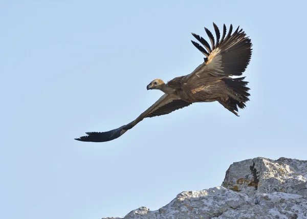 Griffon Sęp Gyps Fulvus Kreta — Zdjęcie stockowe