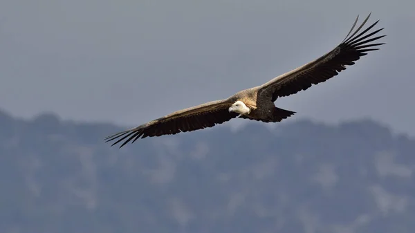 Griffon Sęp Gyps Fulvus Kreta — Zdjęcie stockowe