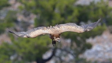 Griffon Vulture (Gyps fulvus), Girit