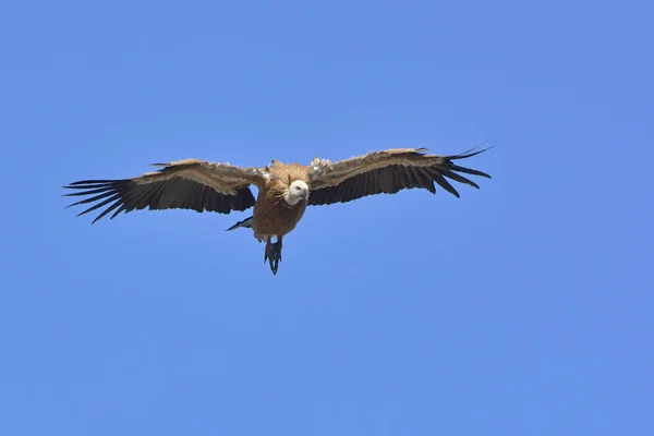 Griffon Abutre Gyps Fulvus Creta — Fotografia de Stock