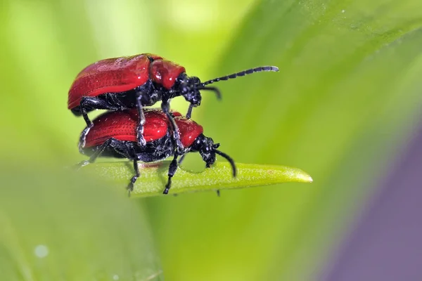 緋色の百合甲虫リロセリスユリ または赤 葉の百合甲虫 クレタ島 — ストック写真