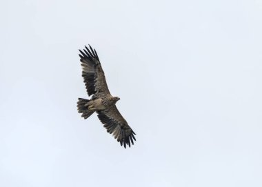 İmparatorluk Kartalı (Aquila heliaca), Girit