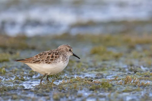 Kleine Strandloper Calidris Minuta Kreta Griekenland — Stockfoto