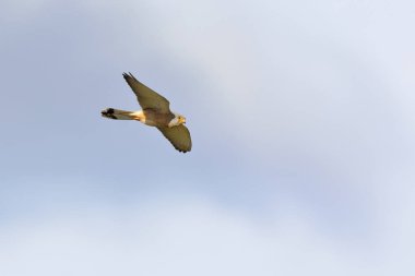 Lesser Kestrel, Greece	