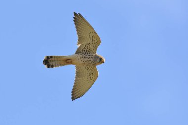 Lesser Kestrel, Greece	