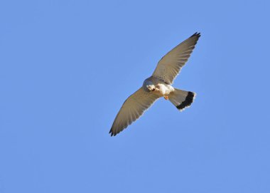 Lesser Kestrel, Greece	