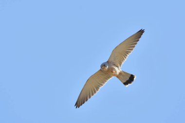 Küçük kerkenez (Falco naumanni), Yunanistan