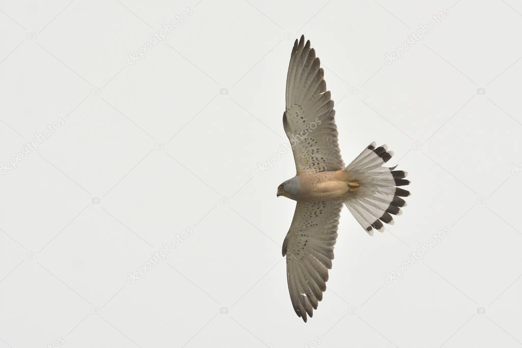 Lesser Kestrel (Falco naumanni), Greece