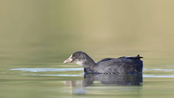 Ein Junger Blässhuhn Fulica Atra Concrete — Stockfoto