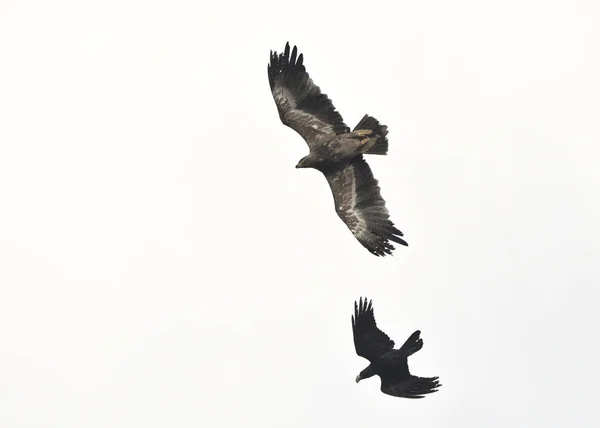 Steppe Kartal Aquila Nipalensis Raven Corvus Corax Girit — Stok fotoğraf