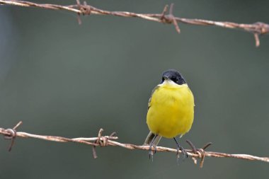 Sarı Wagtail - Motacilla flava, Girit 