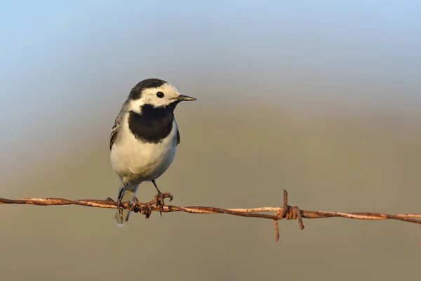 Bachstelze Motacilla Alba Griechenland — Stockfoto