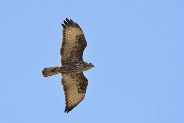 Avrasya Şahini (Buteo buteo), Yunanistan