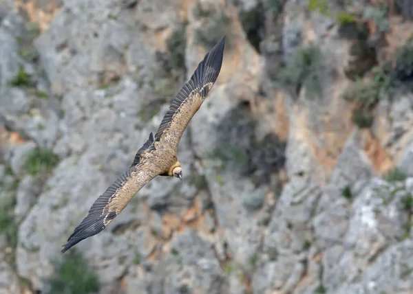 Griffon Vulture Gyps Fulvus Kreta — Stockfoto
