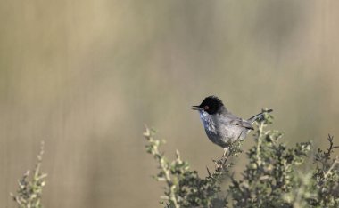 Sardunya bülbülü (Sylvia melanocephala), Girit