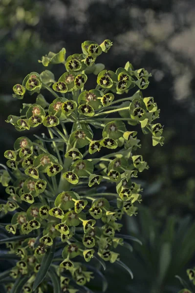 Euphorbia Characias Akdeniz Spurge Veya Arnavut Spurge Girit — Stok fotoğraf