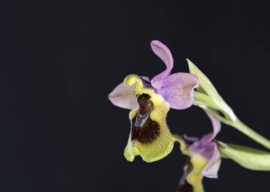 Ophrys 'in Çiçeği tenthredinifera, Girit, Yunanistan