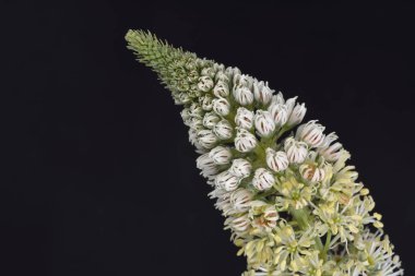 Reseda alba - Beyaz Mignonette, Girit