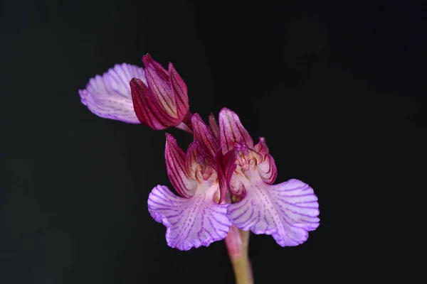 Pillangó Orchidea Orchis Papilionacea Kréta — Stock Fotó