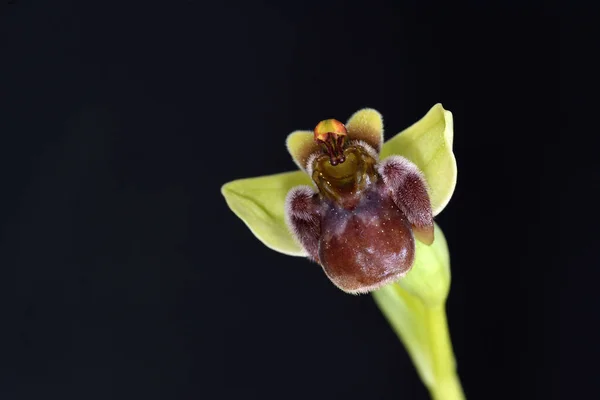 Bumblebee Orchid Ophrys Bombyliflora Crete — Stock Photo, Image