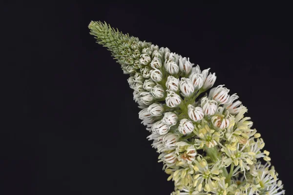 Reseda alba - Beyaz Mignonette, Girit