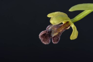 Ophrys 'in Çiçeği Fleischmannii, Girit 