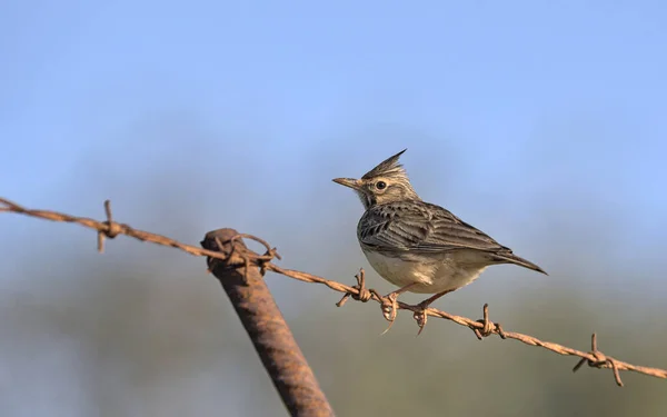 Crested Lark Galerida Cristata Creta — Fotografia de Stock