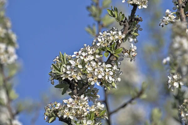 Pyrus Amygdaliformis Also Known Almond Leaved Pear Greece — Stock Photo, Image