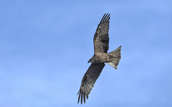 Milvus Migrans Black Kite Crete — Stock Photo, Image