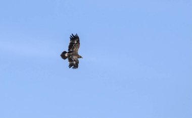 Steppe kartalı (Aquila nipalensis), Girit
