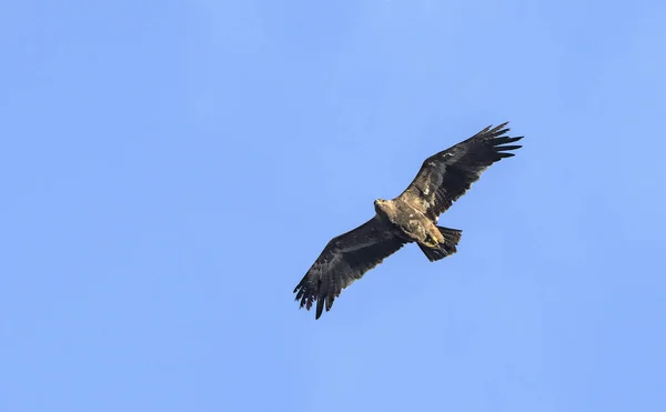Steppe Eagle Aquila Nipalensis Crete — Stock Photo, Image