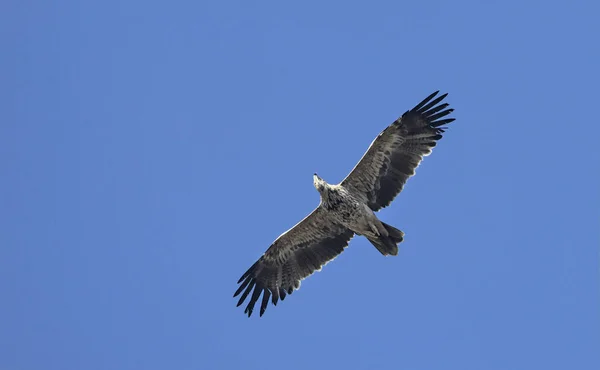 Águia Imperial Aquila Heliaca Creta — Fotografia de Stock