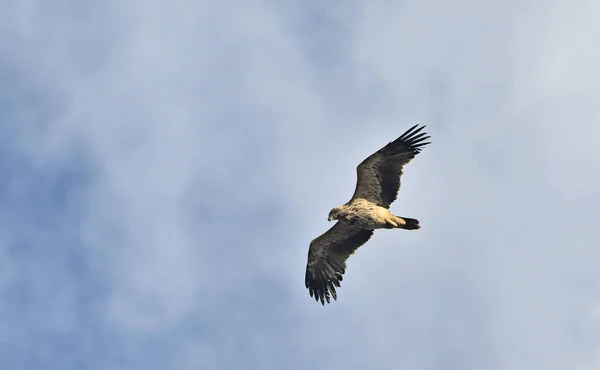 Imperial Eagle Aquila Heliaca Crete — Stock Photo, Image